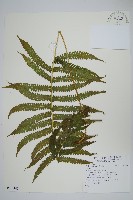 藏品(密毛毛蕨)的圖片