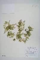 藏品(玉山卷柏)的圖片