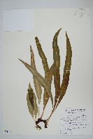 藏品(波氏星蕨)的圖片