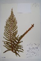 藏品(尖葉耳蕨)的圖片