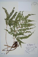 藏品(斜方複葉耳蕨)的圖片