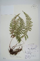 藏品(黑鱗耳蕨)的圖片