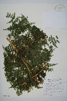 藏品(刺柄碗蕨)的圖片