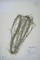 藏品(木賊)的圖片