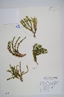 藏品(反捲葉石松)的圖片