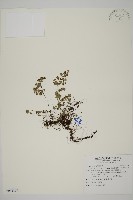 藏品(深山鐵線蕨、月芽鐵線蕨)的圖片