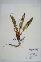 藏品(針葉耳蕨)的圖片