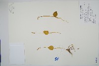 藏品(高山瓶爾小草、鈍頭瓶爾小草)的圖片