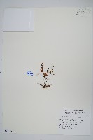 藏品(薄葉碎米蕨)的圖片