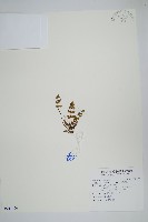 藏品(毛碎米蕨)的圖片