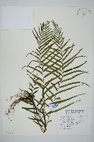 藏品(達邊蕨)的圖片