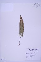 藏品(對開蕨)的圖片