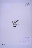 藏品(銀杏葉鐵角蕨)的圖片