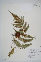 藏品(深山鱗毛蕨)的圖片