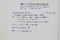 藏品(梳葉蕨)的圖片