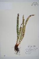 藏品(芽胞耳蕨、芽孢耳蕨)的圖片