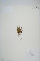 藏品(梳葉蕨)的圖片