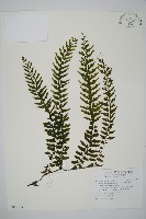 藏品(瓶蕨)的圖片