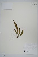 藏品(臺灣車前蕨)的圖片