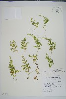 藏品(玉山卷柏)的圖片