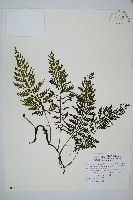 藏品(華東瓶蕨)的圖片