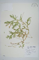 藏品(生根卷柏)的圖片