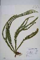 藏品(福氏石松)的圖片