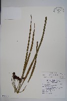 藏品(書帶蕨)的圖片