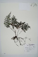 藏品(線片長筒蕨)的圖片