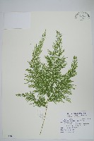 藏品(密葉卷柏)的圖片