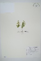 藏品(厚壁蕨)的圖片