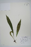 藏品(臺灣車前蕨)的圖片