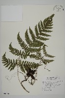 藏品(愛德氏肋毛蕨)的圖片