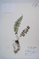 藏品(密腺蹄蓋蕨)的圖片