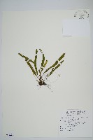 藏品(大武禾葉蕨)的圖片