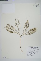 藏品(松葉蕨)的圖片