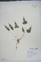 藏品(岩鳳尾蕨)的圖片