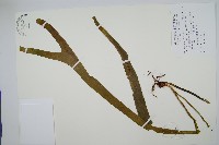 藏品(帶狀瓶爾小草)的圖片