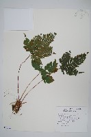 藏品(翅柄鳳尾蕨)的圖片