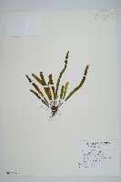 藏品(大武禾葉蕨)的圖片