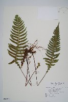 藏品(雉尾烏毛蕨)的圖片