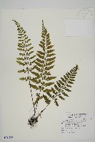 藏品(大蓬萊鐵角蕨)的圖片