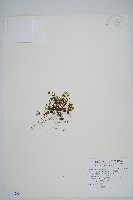 藏品(厚壁蕨)的圖片