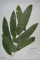 藏品(大羽新月蕨)的圖片