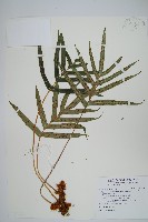 藏品(掌葉茀蕨)的圖片