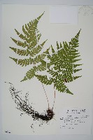 藏品(阿里山蹄蓋蕨)的圖片