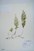 藏品(細葉蕗蕨)的圖片