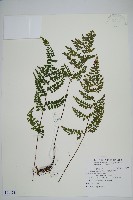 藏品(海島鱗始蕨)的圖片