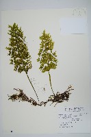 藏品(蕗蕨)的圖片