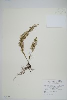 藏品(穴子蕨)的圖片